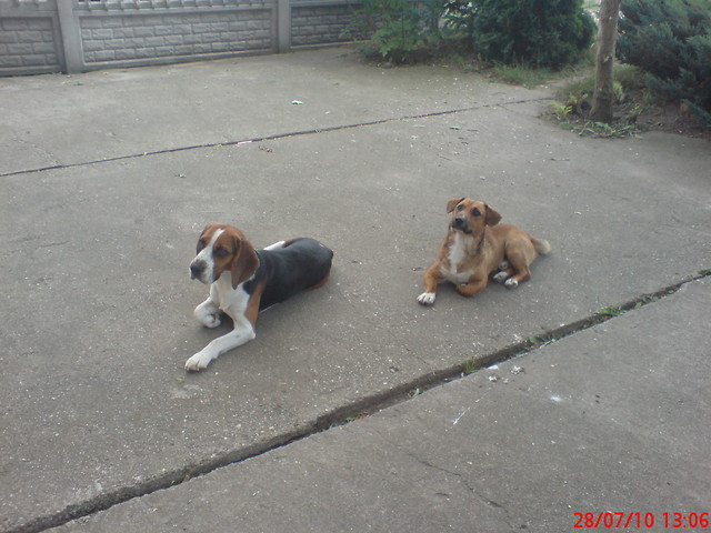 MY TWO DOGS!!!!!!!!!!
