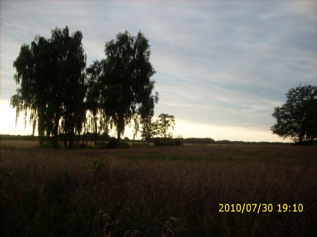 A takie drzewka