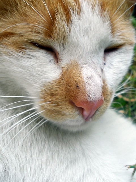 Wpis apacuka