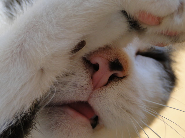Gimbo face