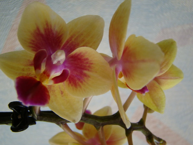 Phalaenopsis mniaturka