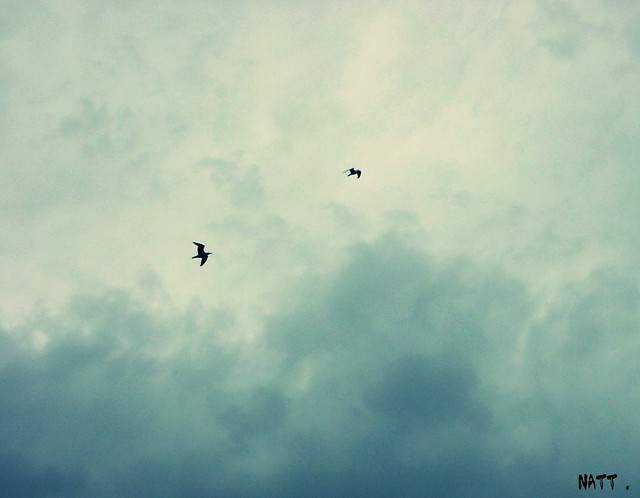 mewy.