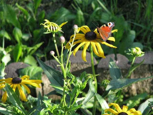 butterfly.