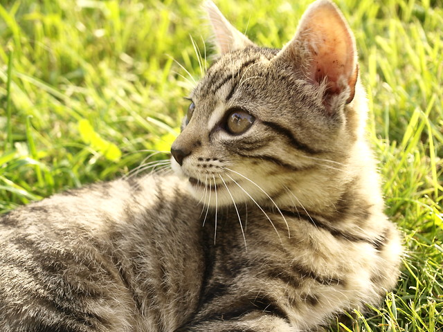 Kotu
