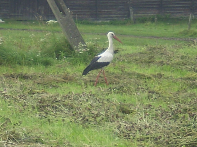 Bociek
