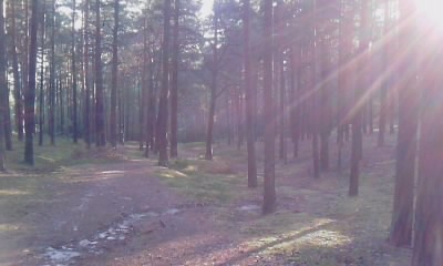 lasek.