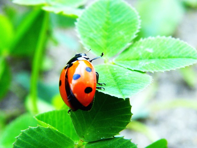 Ladybird (: