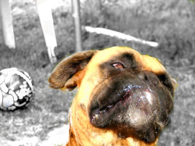 Tiger :P