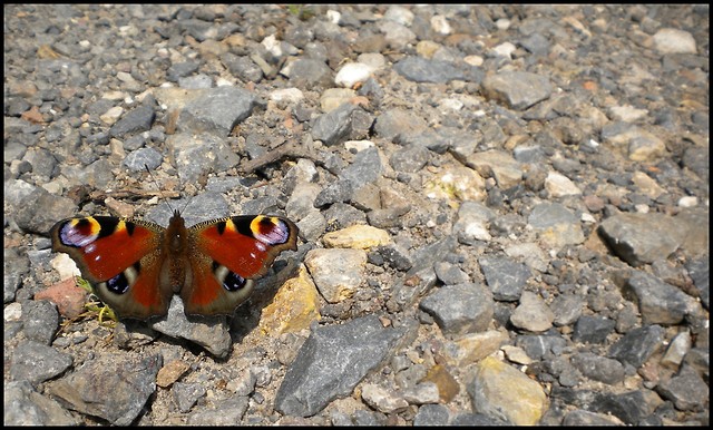 odlecie jak motyl.