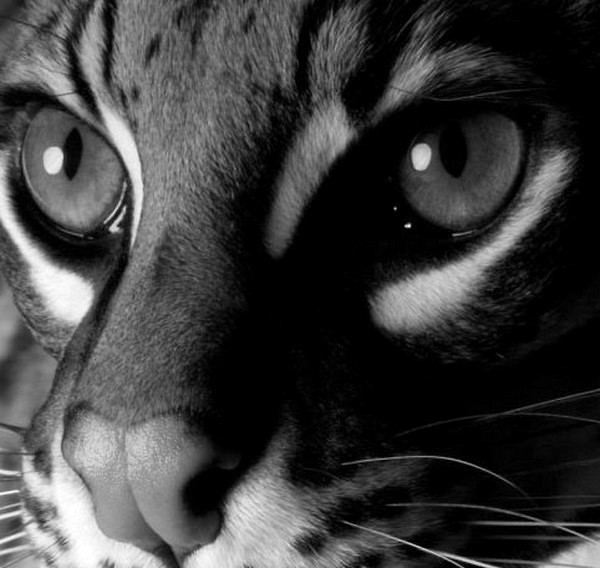 Ocelot :)