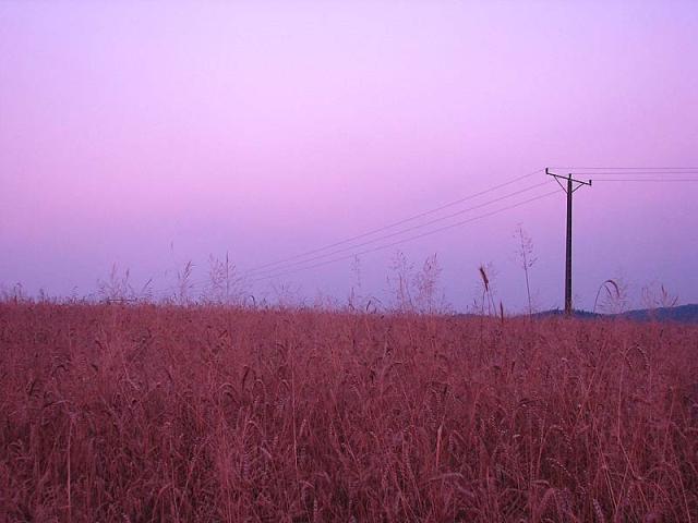 :: pink dream ::