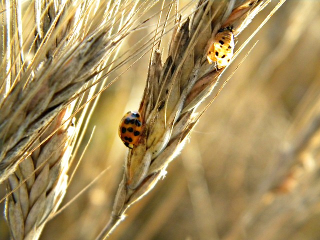 Wpis agnieszka992