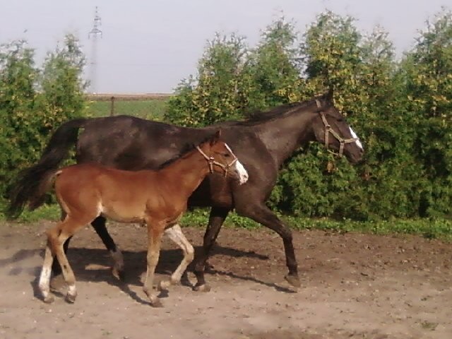 Arcia i Ares