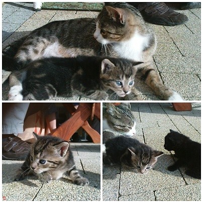 Kociaki...:))))))