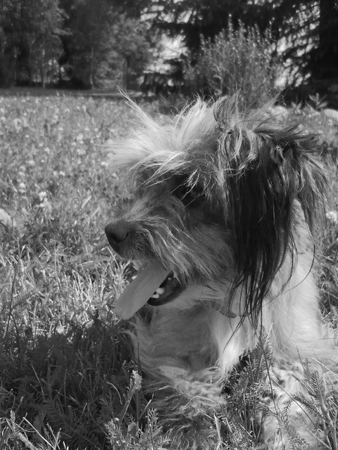 Fibianka