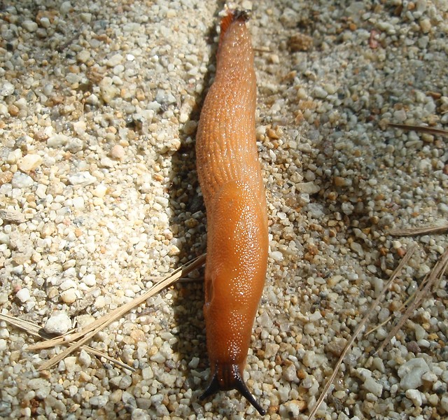 limaczek