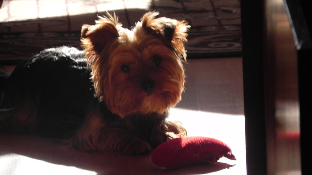 Wpatrzony w fotografa:}
