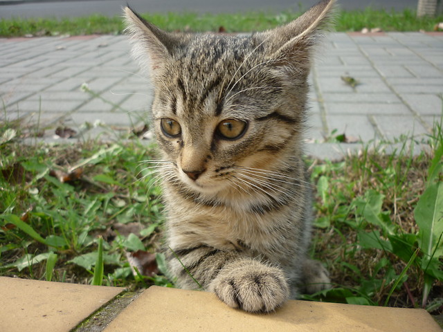 kiciu