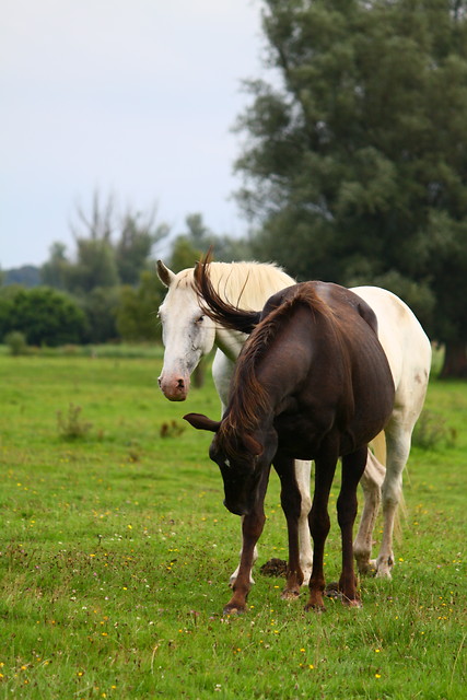Koniki 