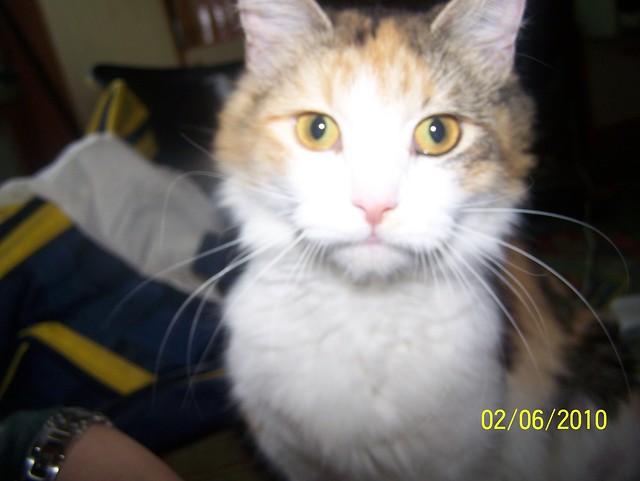 Wpis ossie