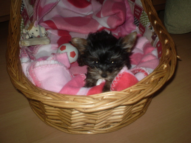 Anto : D 