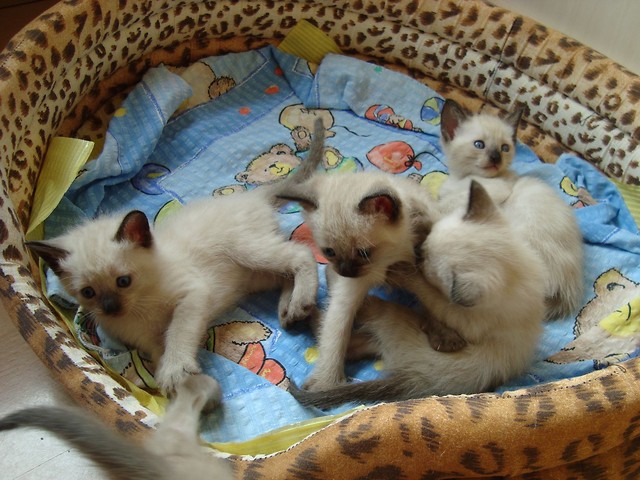 Wpis arbuzowy