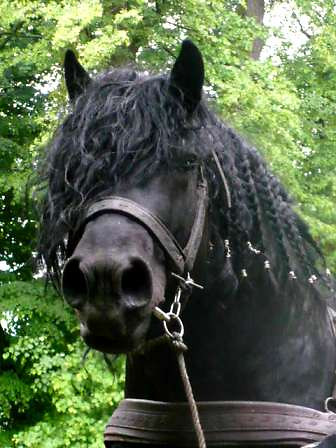 Wpis blackgoatevelajna