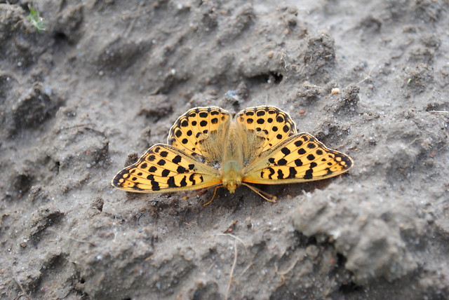 Motyl