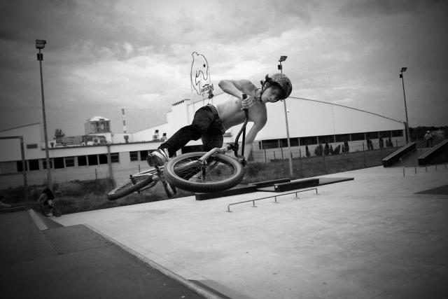 dolphin fly