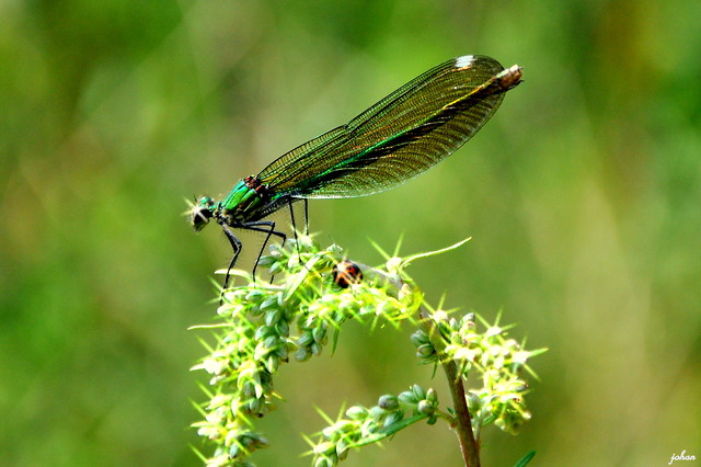Waka