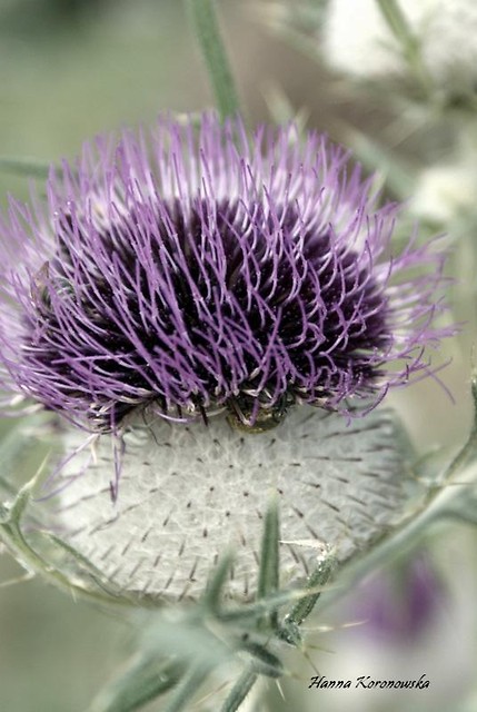 Pieniny '10