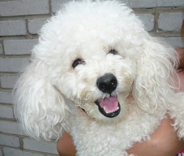 Wpis frienddogs