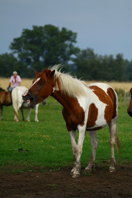 piewa kady moe .............