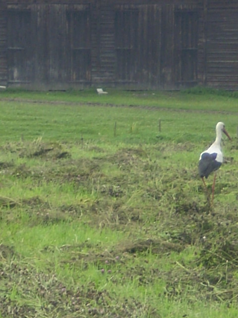 Bociek