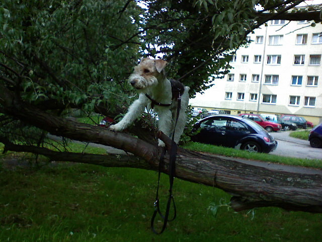pies ktry chodzi po drzewach xd