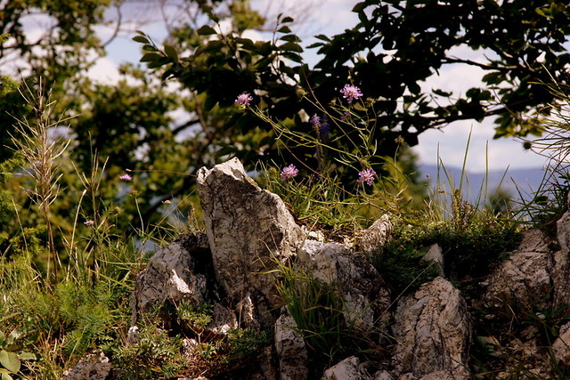 Wpis laacrimosaa