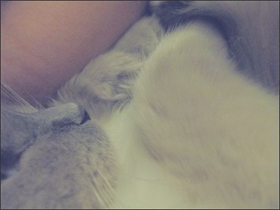 Tyfy dwa o3o