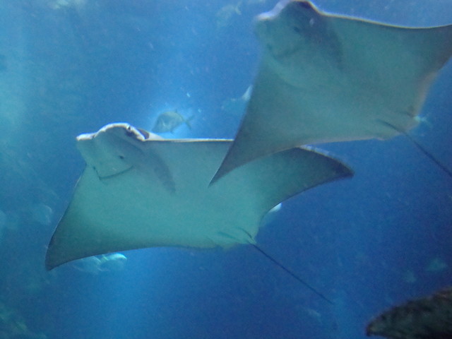 oceanarium - Londyn09