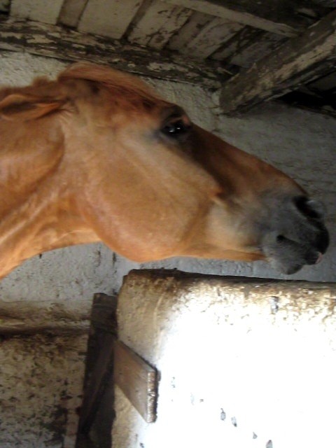Szczurek :*