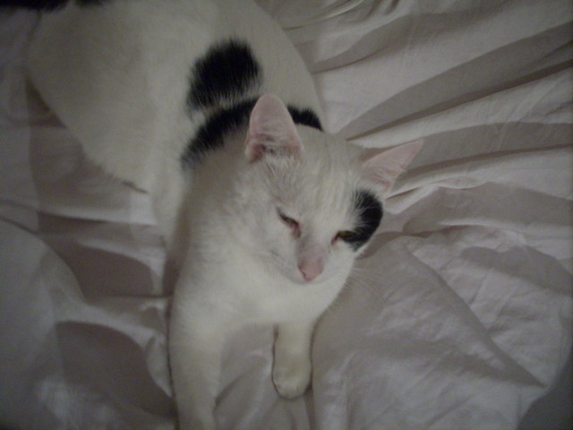 Wpis ilovemykitty