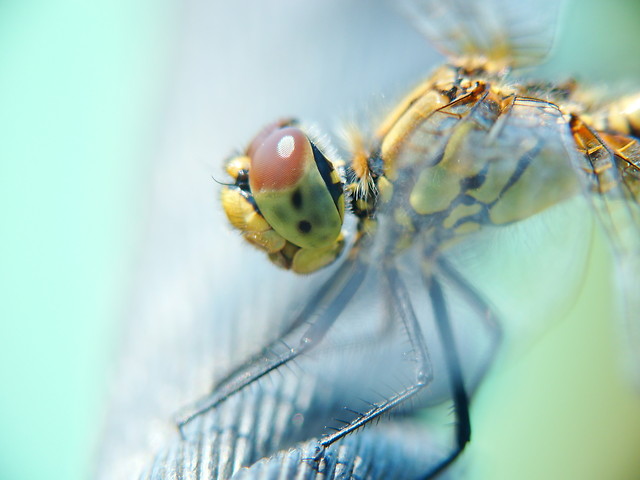 Waka