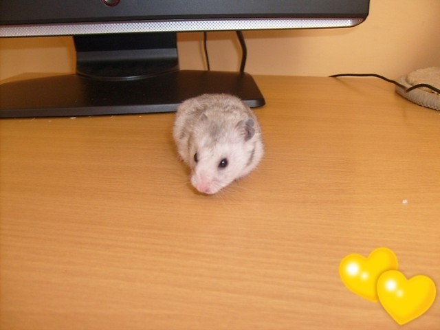 Chomiczek:P