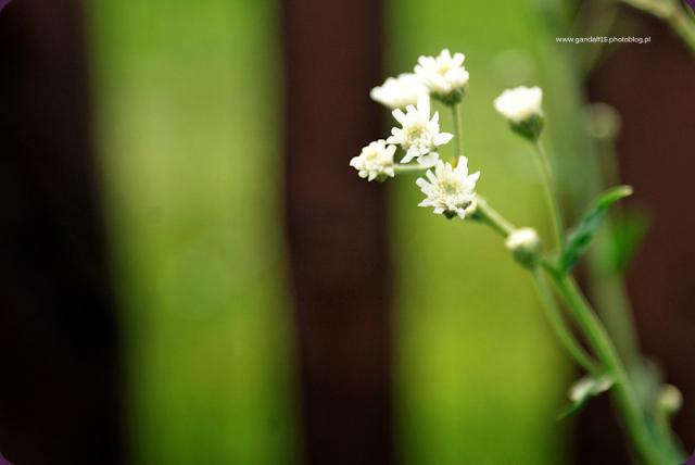640. Flower CXIII