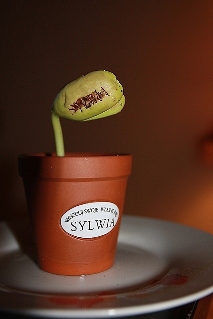 Fasolka Sylwia :)