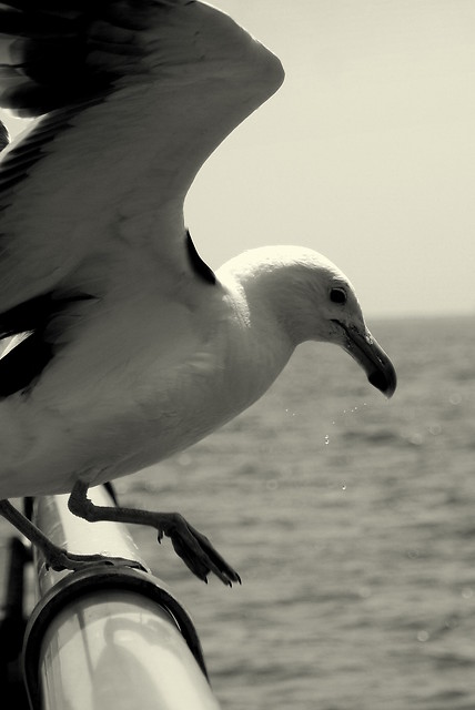 Seagull.