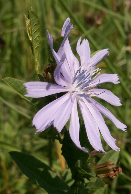 kwiatuszek
