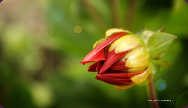 641. Flower CXIV
