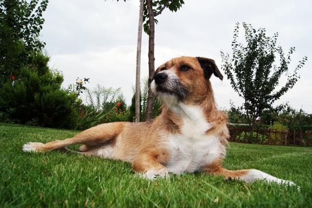 Dog.