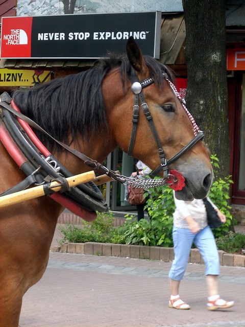 Zakopane'10