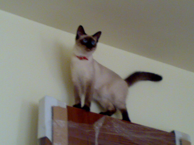 Nikita